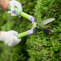 kentucky-tree-services-bush-trimming