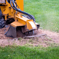kentucky-tree-services-stump-removal