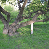kentucky-tree-services-tree-cabling