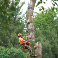 kentucky-tree-services-tree-removal