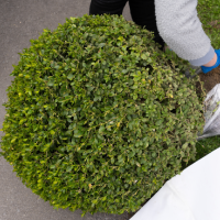 kentucky-tree-services-shrub-removal