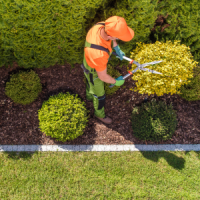 tree-service-ky-bush-trimming