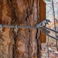 tree-service-ky-tree-cabling