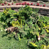 tree-service-ky-brush-removal