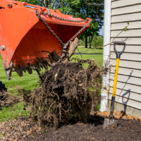 tree-service-ky-shrub-removal