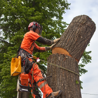 tree-service-ky-tree-removal