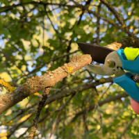 tree-service-ky-tree-trimming